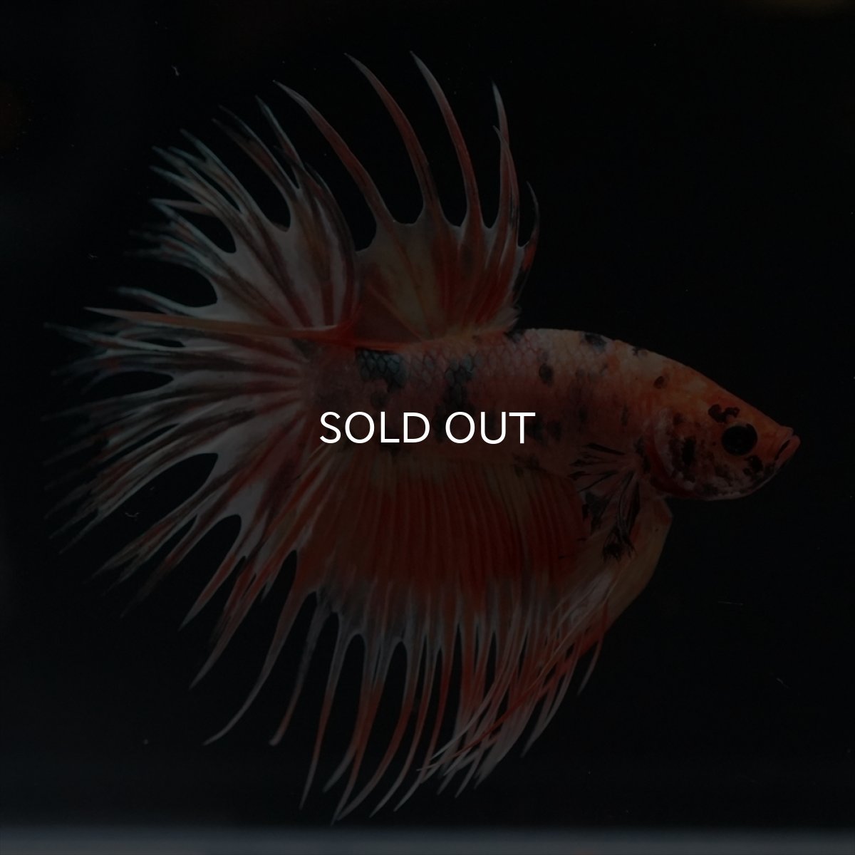 画像13: CT　キャンディカッパー (13)