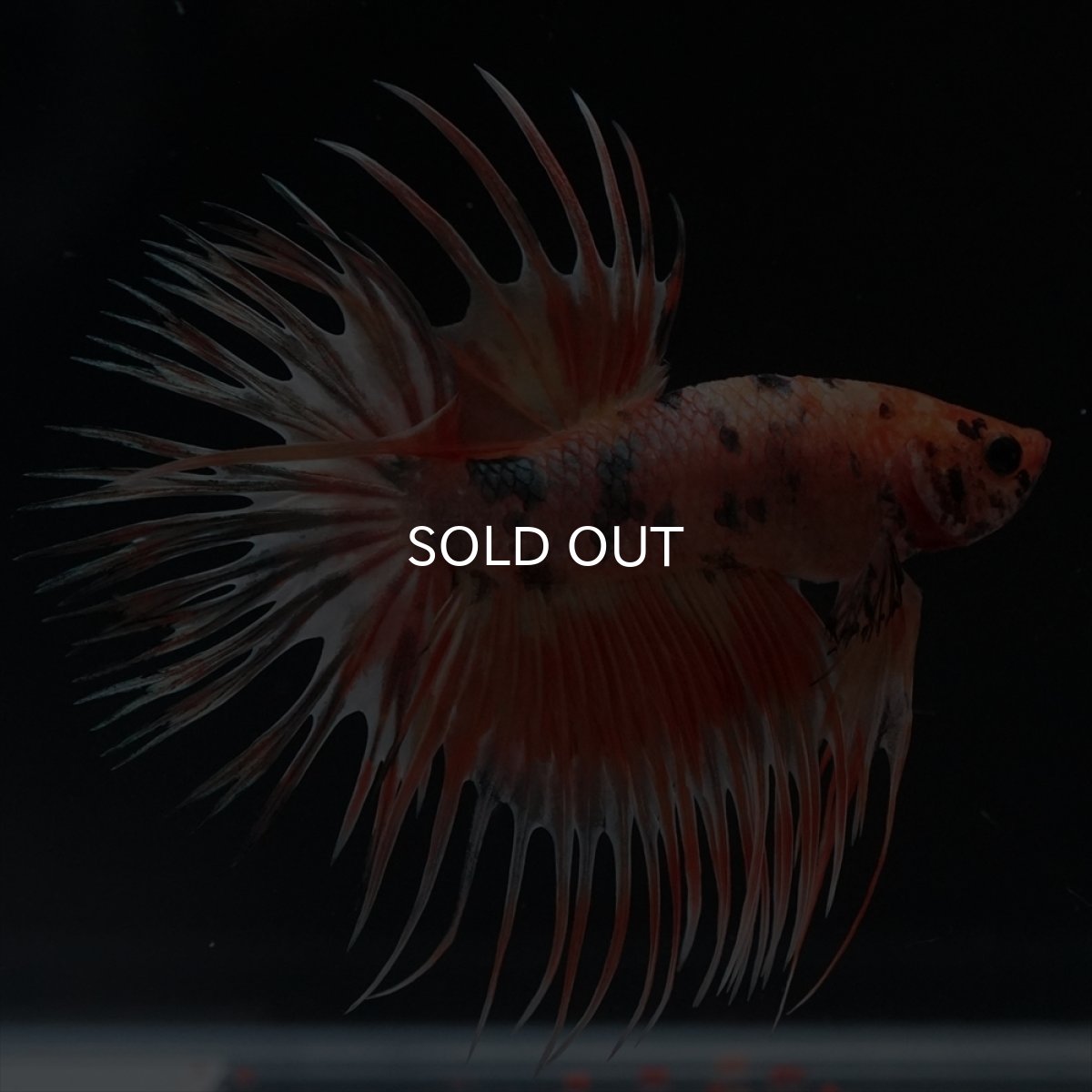 画像12: CT　キャンディカッパー (12)