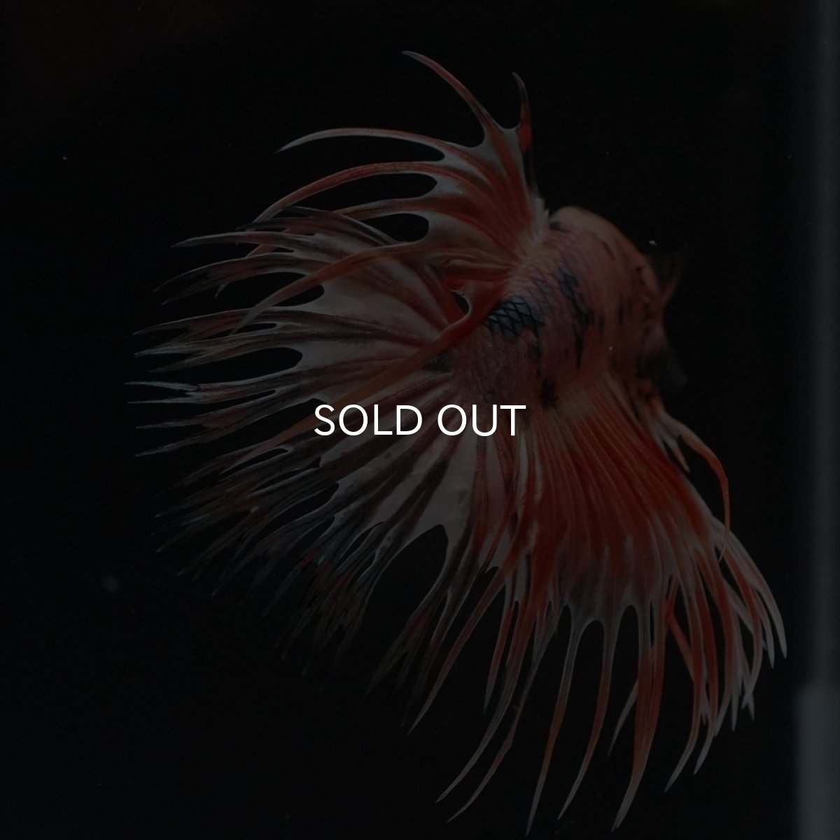 画像11: CT　キャンディカッパー (11)