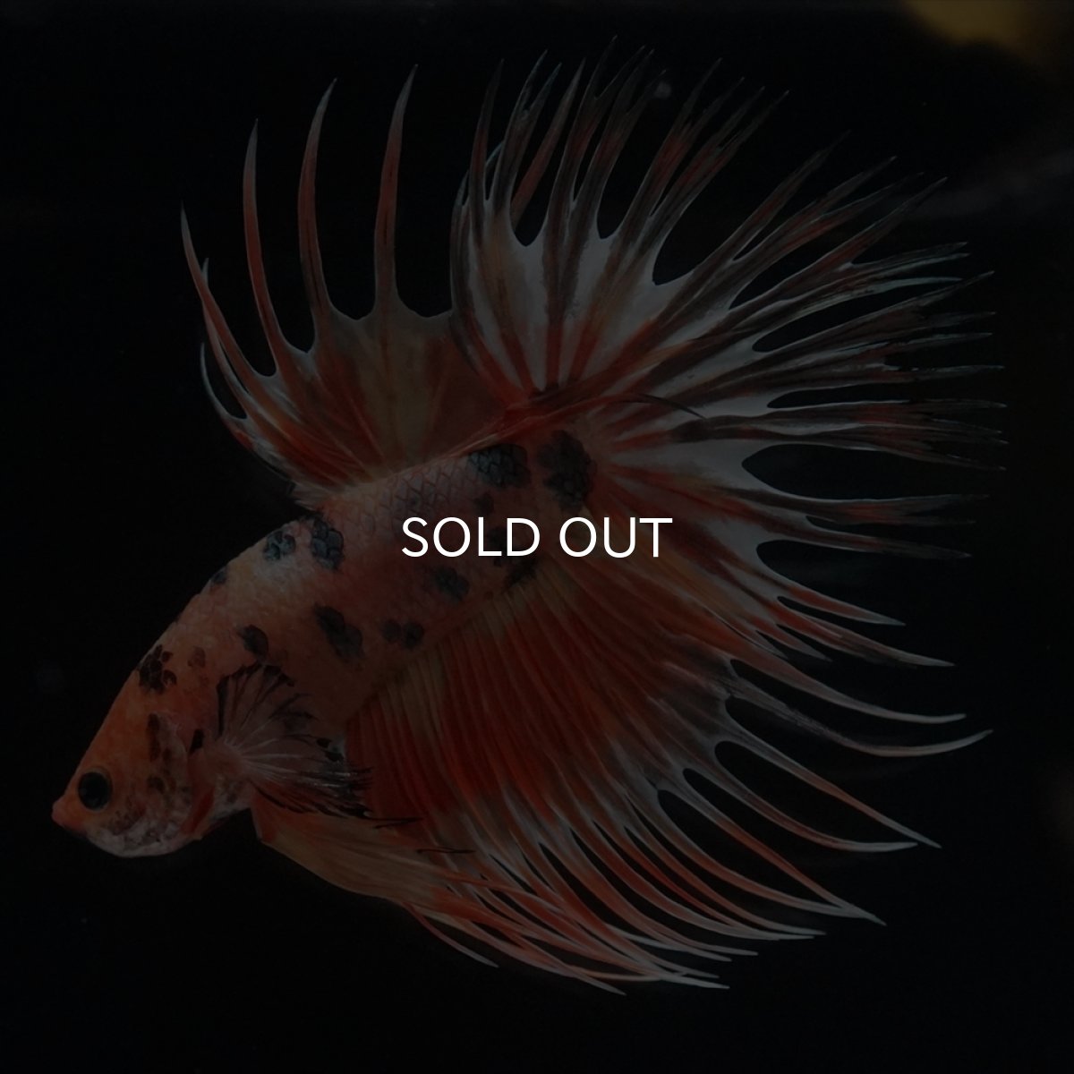 画像10: CT　キャンディカッパー (10)