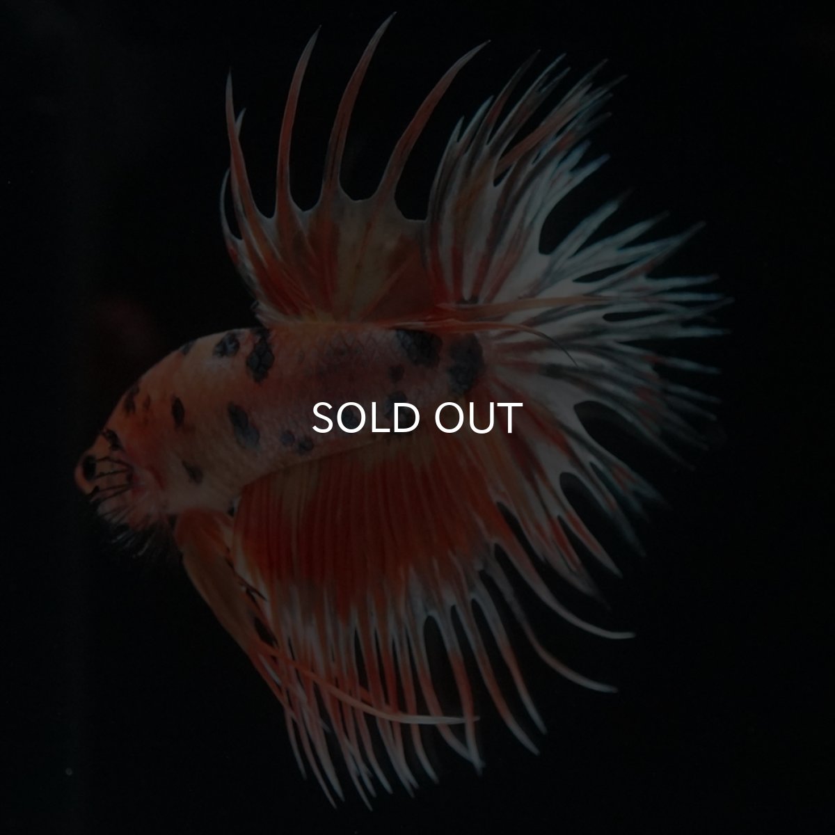 画像9: CT　キャンディカッパー (9)