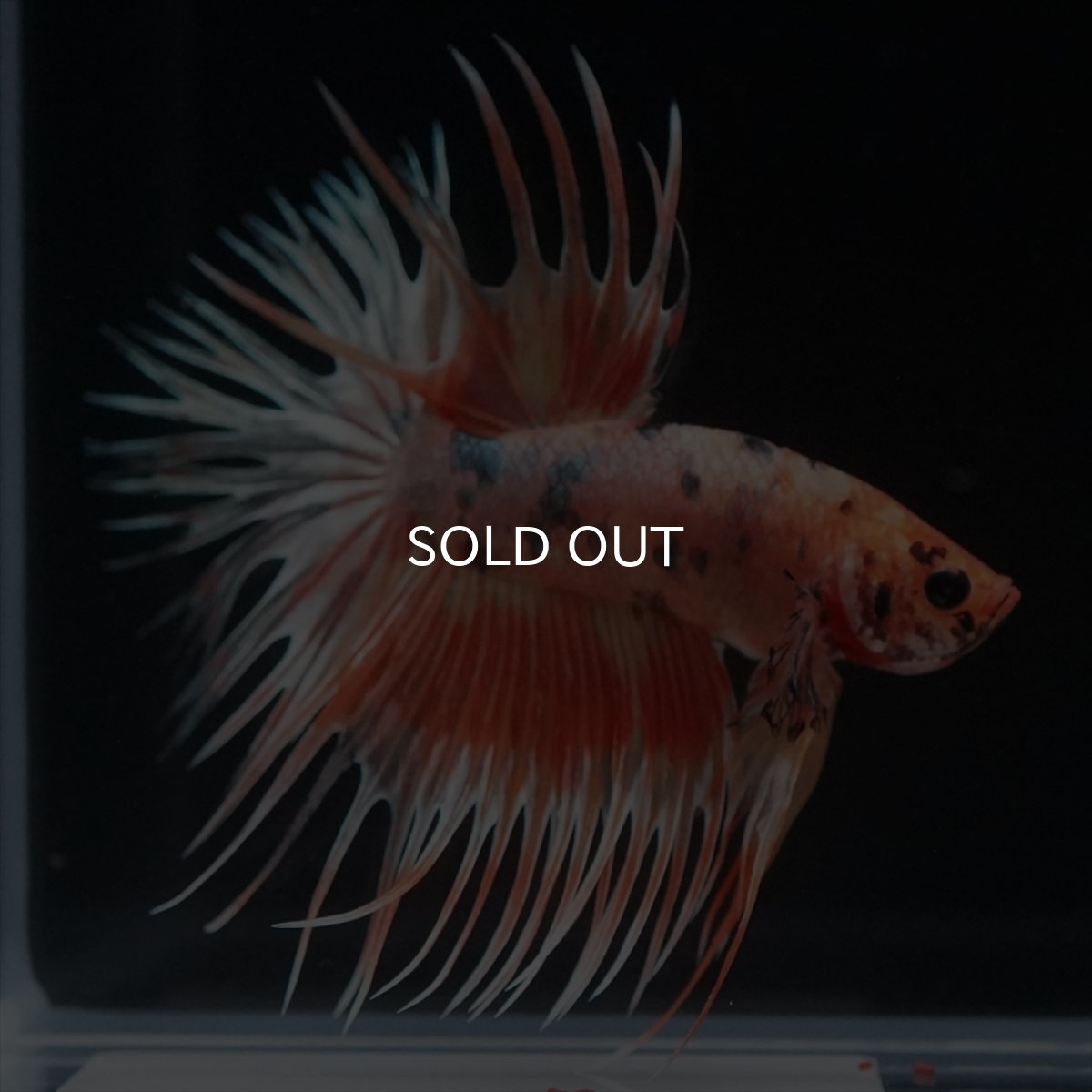 画像8: CT　キャンディカッパー (8)