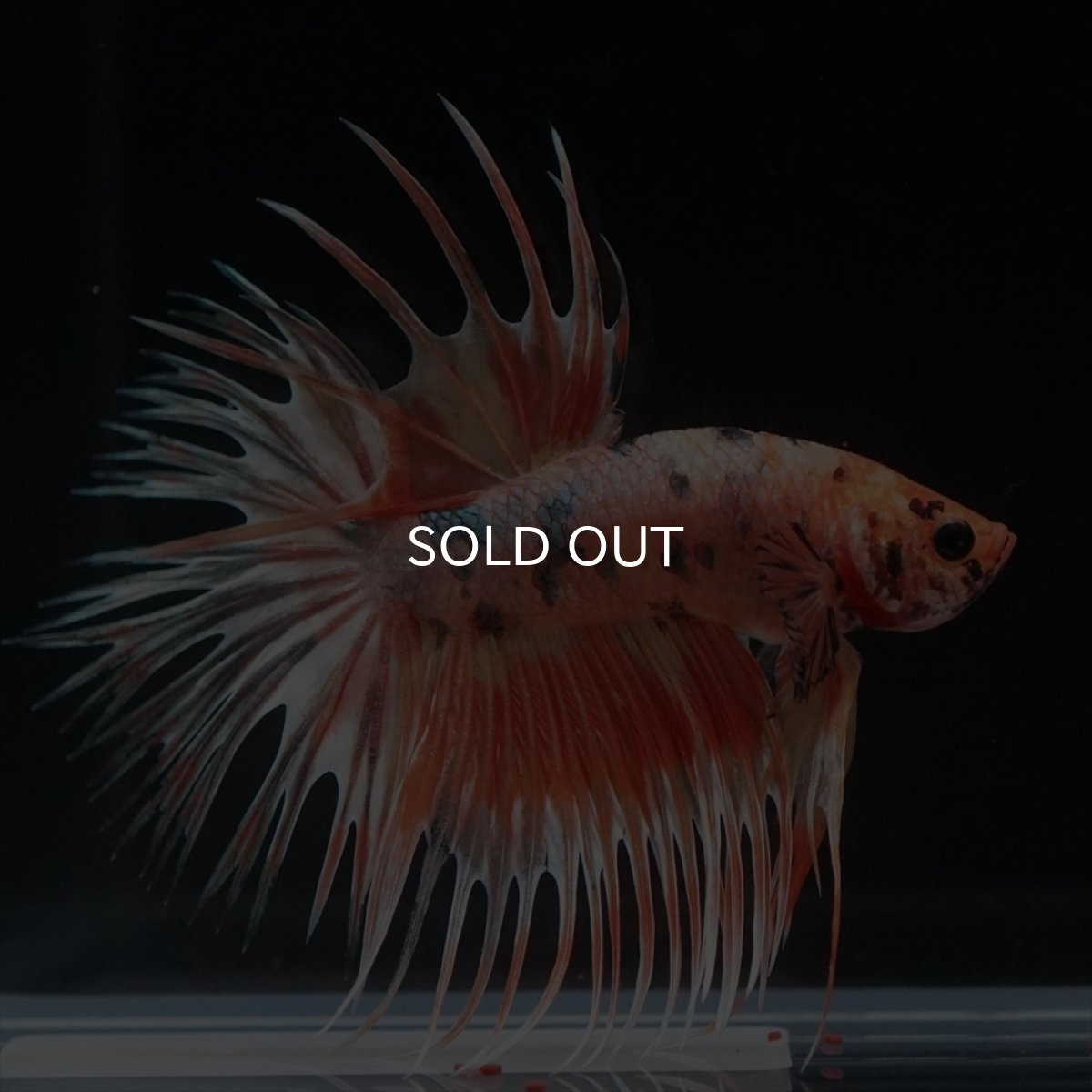 画像7: CT　キャンディカッパー (7)