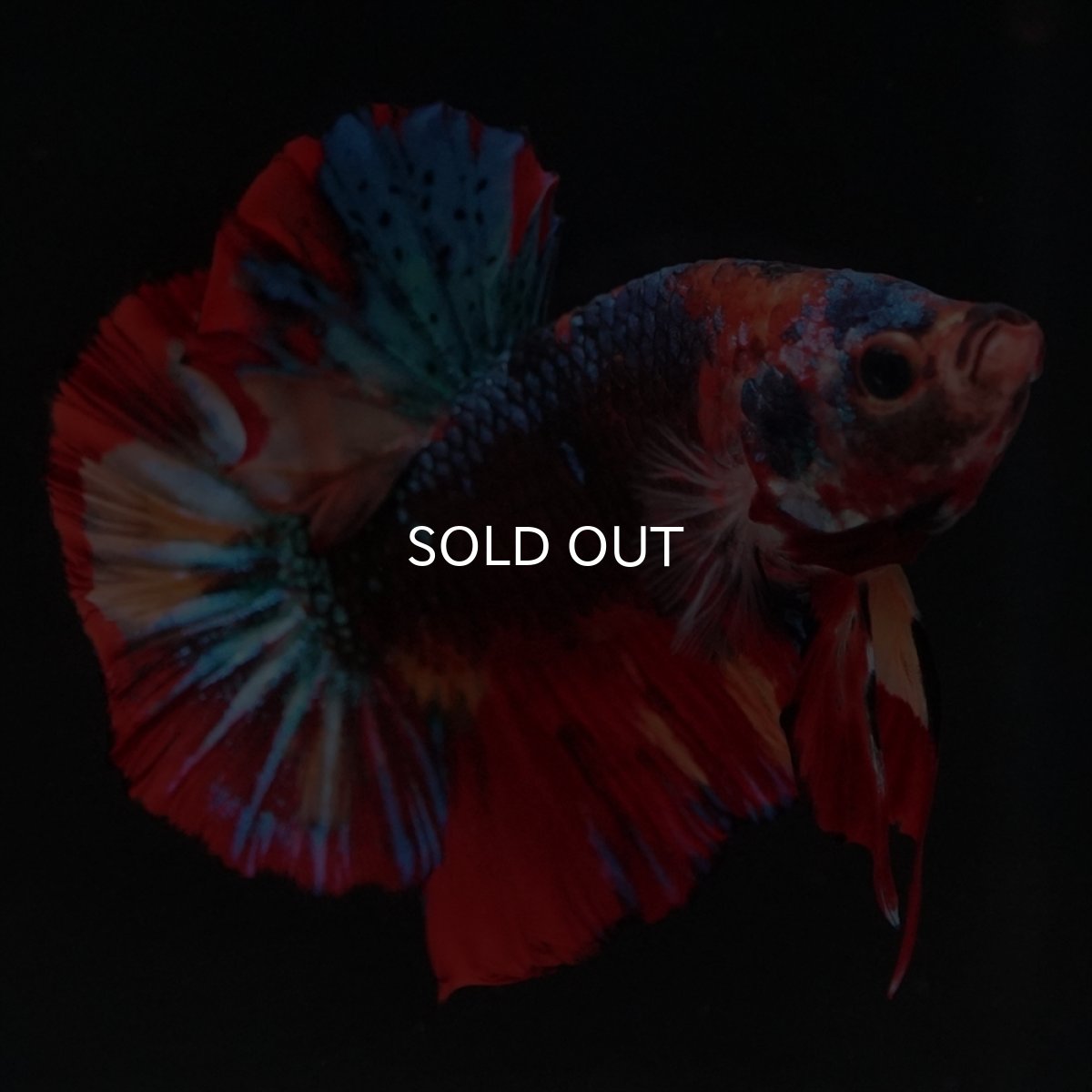 画像10: HMPK　ブラックキャンディ (10)