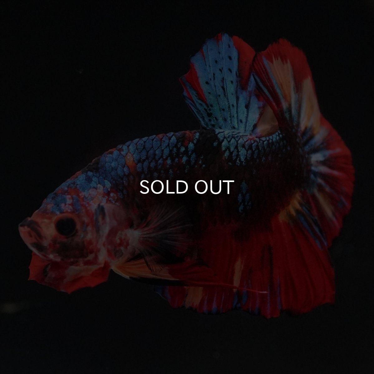 画像4: HMPK　ブラックキャンディ (4)