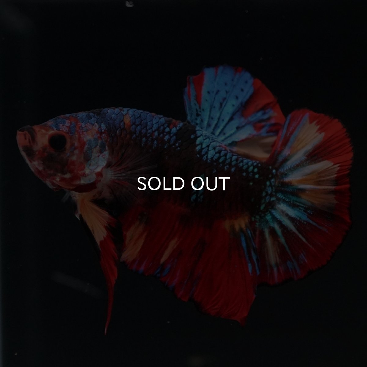 画像3: HMPK　ブラックキャンディ (3)