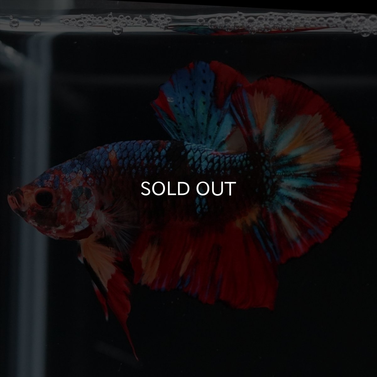 画像9: HMPK　ブラックキャンディ (9)