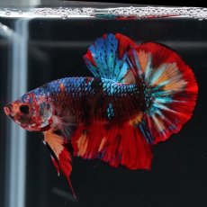 画像9: HMPK　ブラックキャンディ (9)