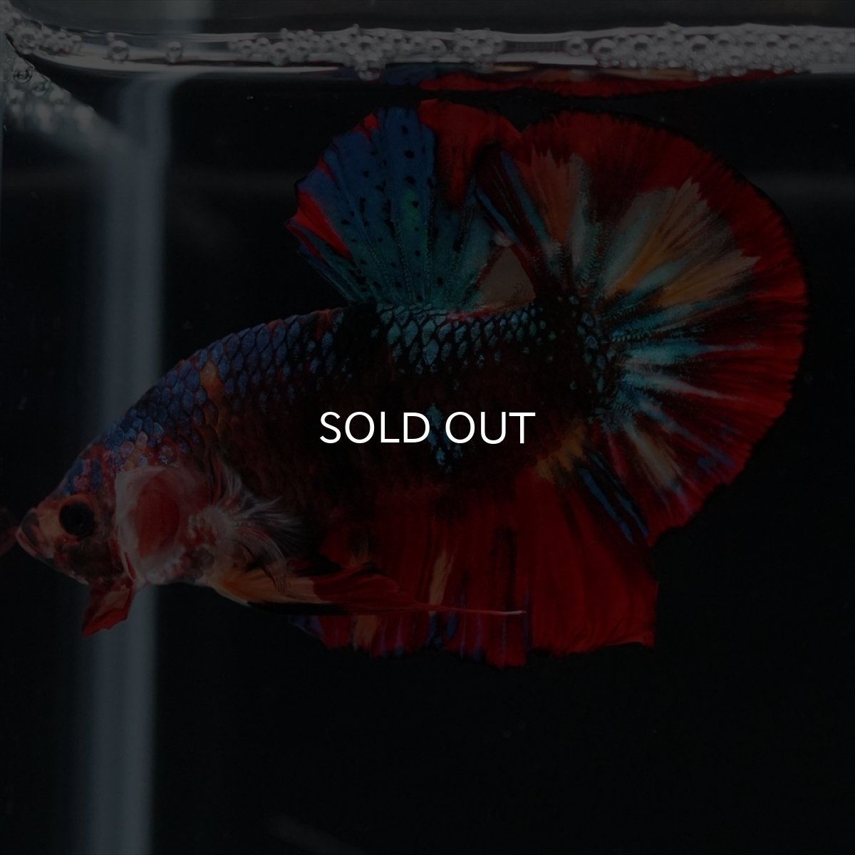 画像2: HMPK　ブラックキャンディ (2)