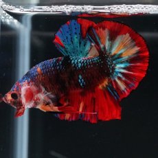 画像2: HMPK　ブラックキャンディ (2)
