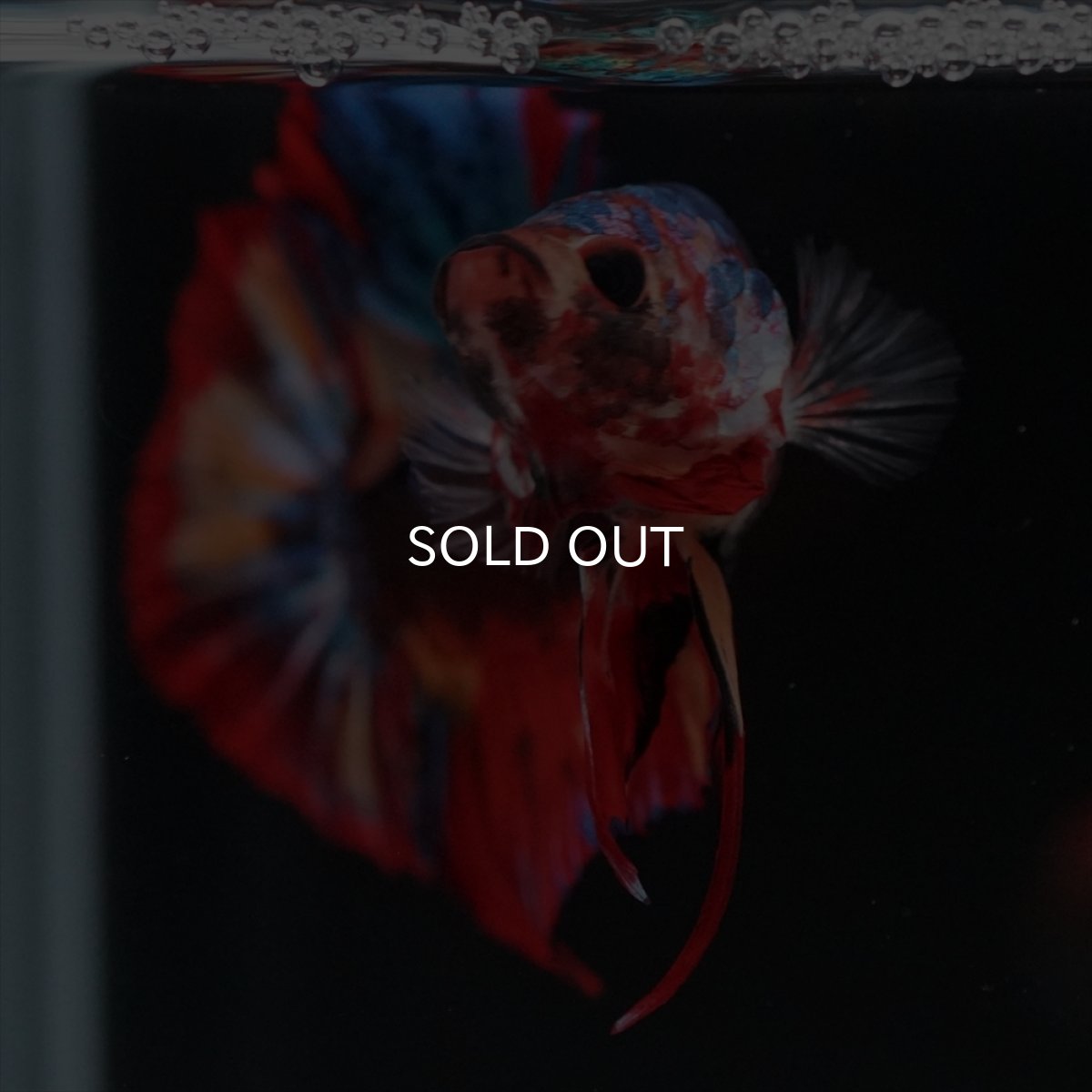 画像8: HMPK　ブラックキャンディ (8)