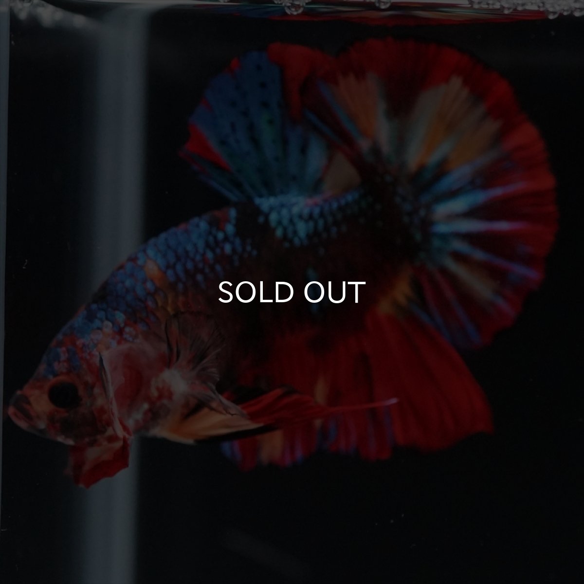 画像7: HMPK　ブラックキャンディ (7)