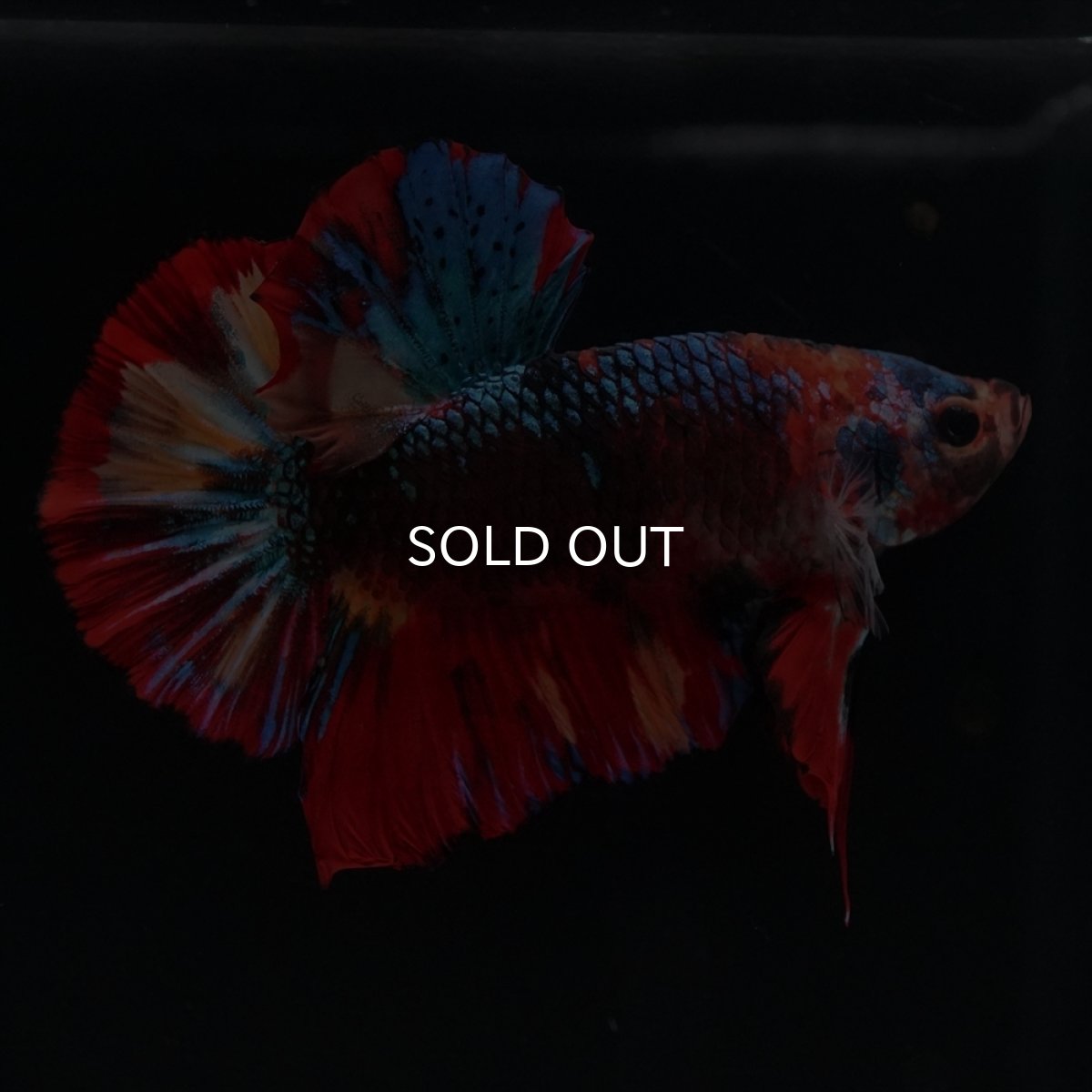 画像6: HMPK　ブラックキャンディ (6)