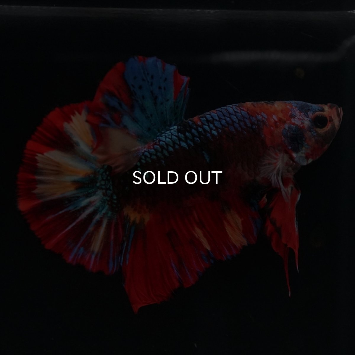 画像5: HMPK　ブラックキャンディ (5)