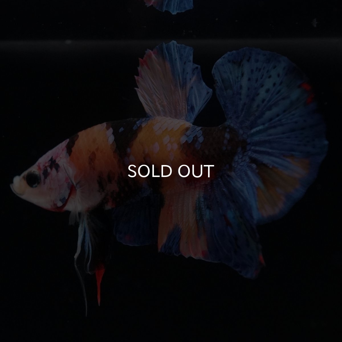 画像17: HMPK　キャンディ (17)