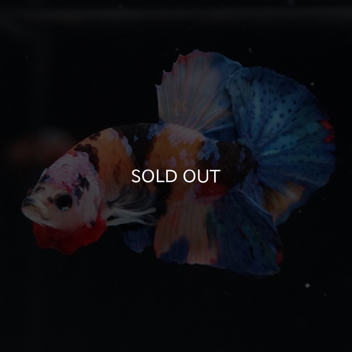 画像16: HMPK　キャンディ (16)