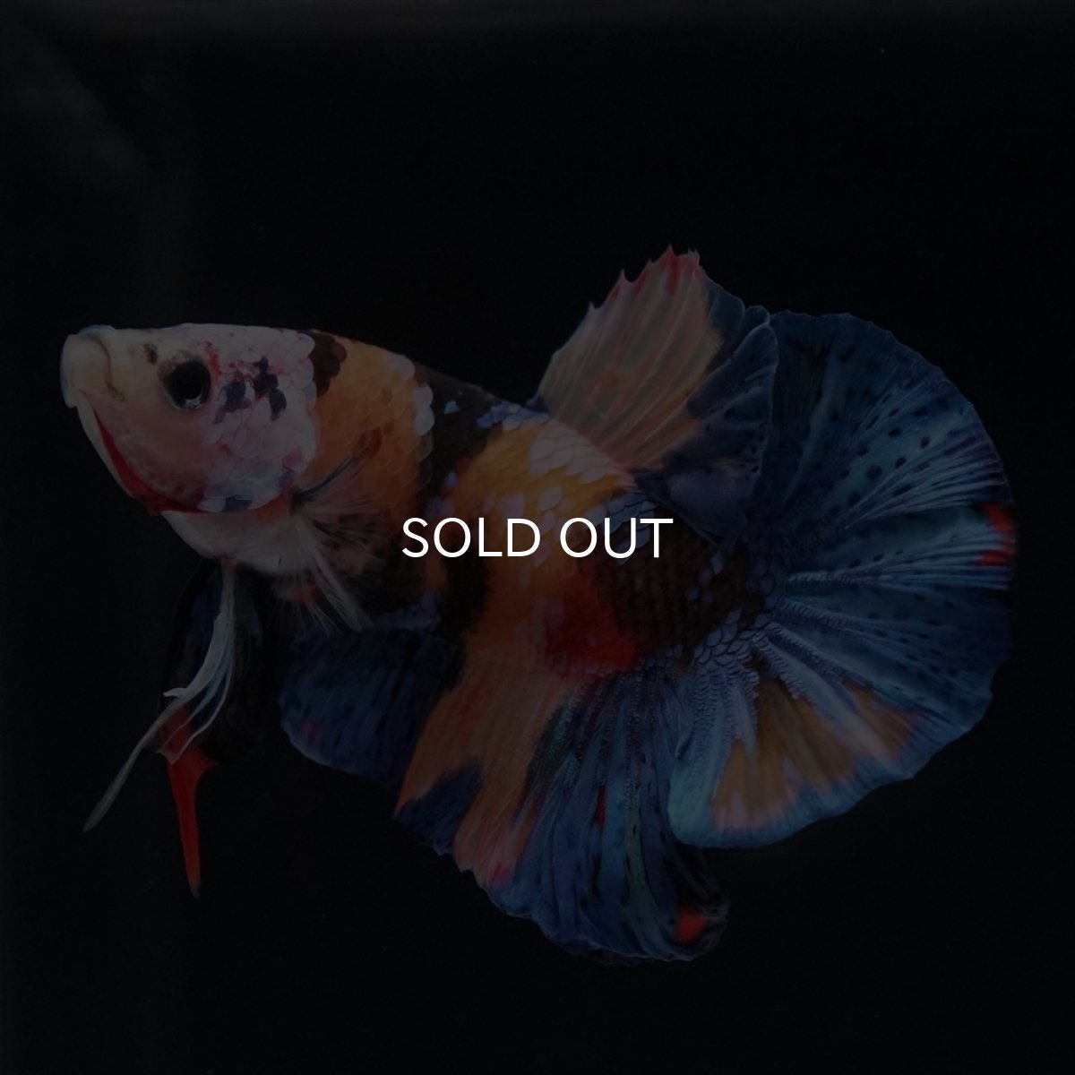 画像14: HMPK　キャンディ (14)