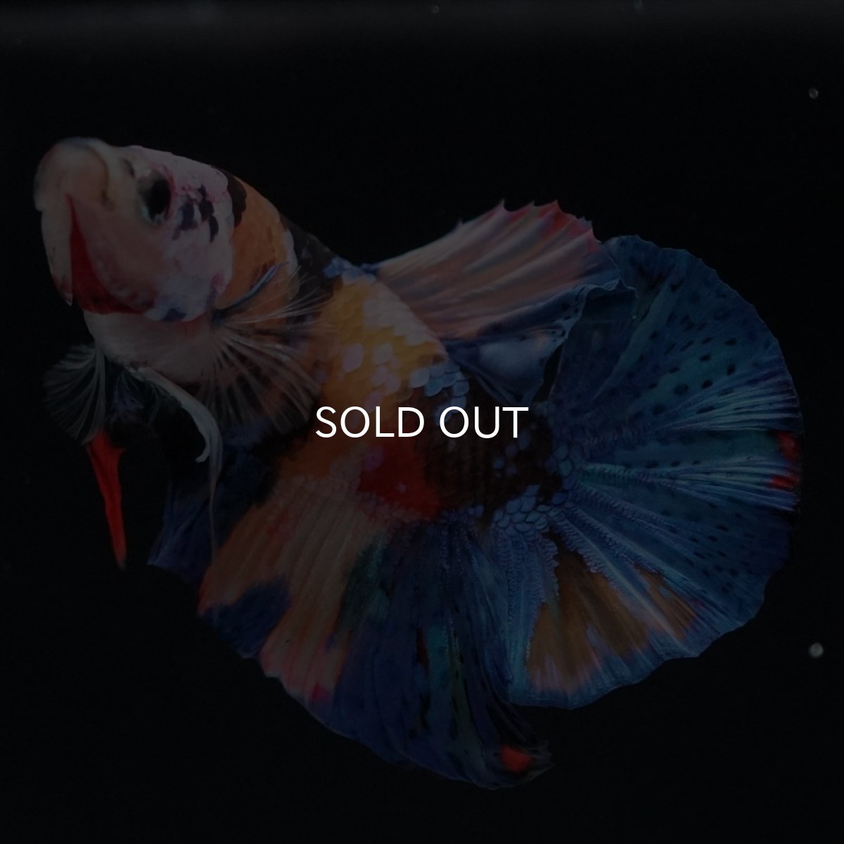 画像13: HMPK　キャンディ (13)