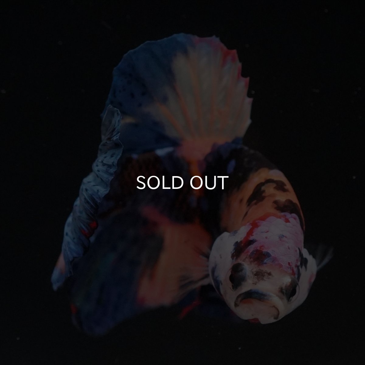 画像12: HMPK　キャンディ (12)