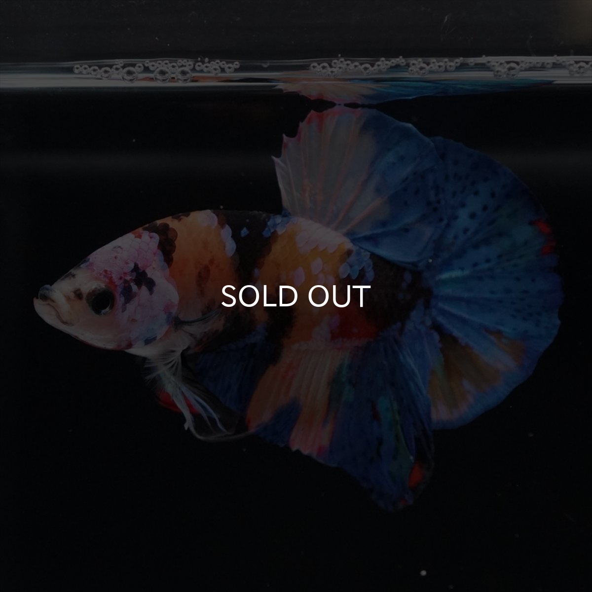 画像11: HMPK　キャンディ (11)