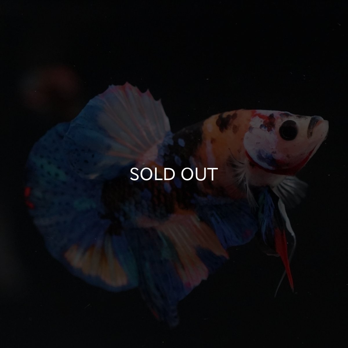 画像3: HMPK　キャンディ (3)