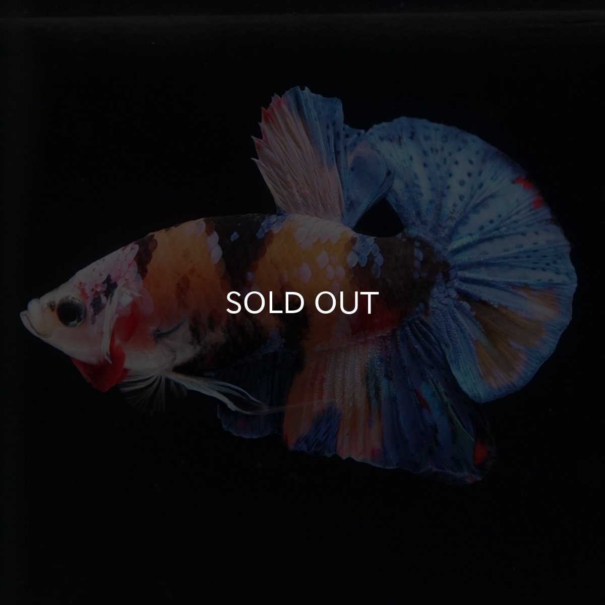 画像7: HMPK　キャンディ (7)