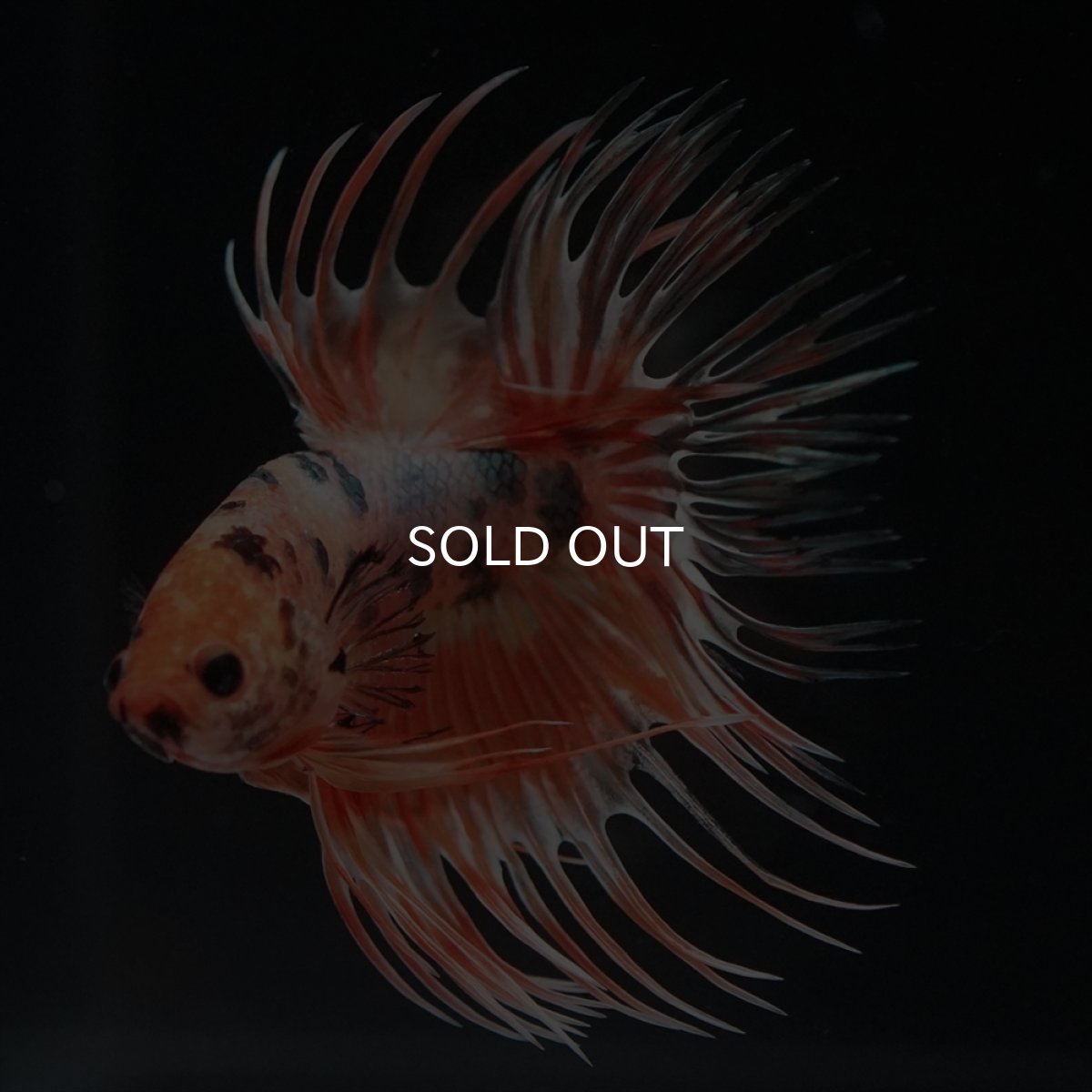 画像6: CT　キャンディカッパー (6)