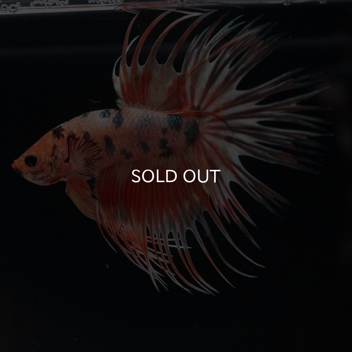 画像5: CT　キャンディカッパー (5)