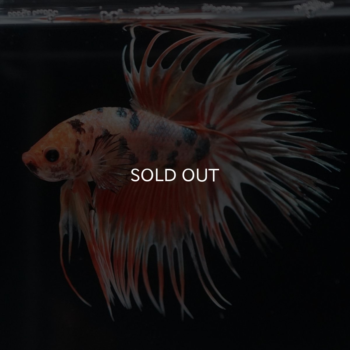 画像4: CT　キャンディカッパー (4)