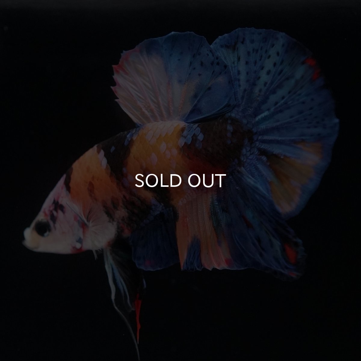 画像10: HMPK　キャンディ (10)