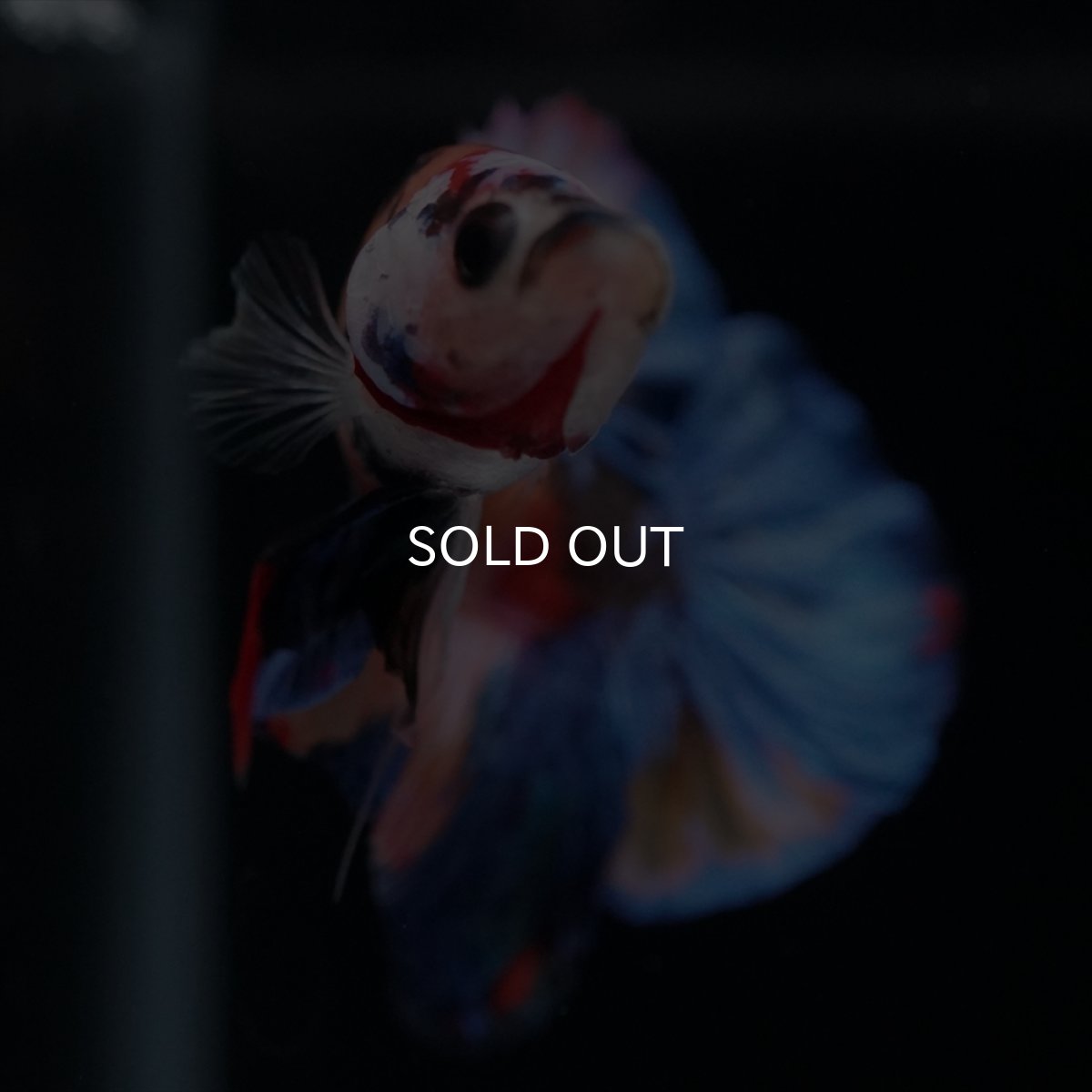 画像6: HMPK　キャンディ (6)