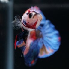 画像6: HMPK　キャンディ (6)