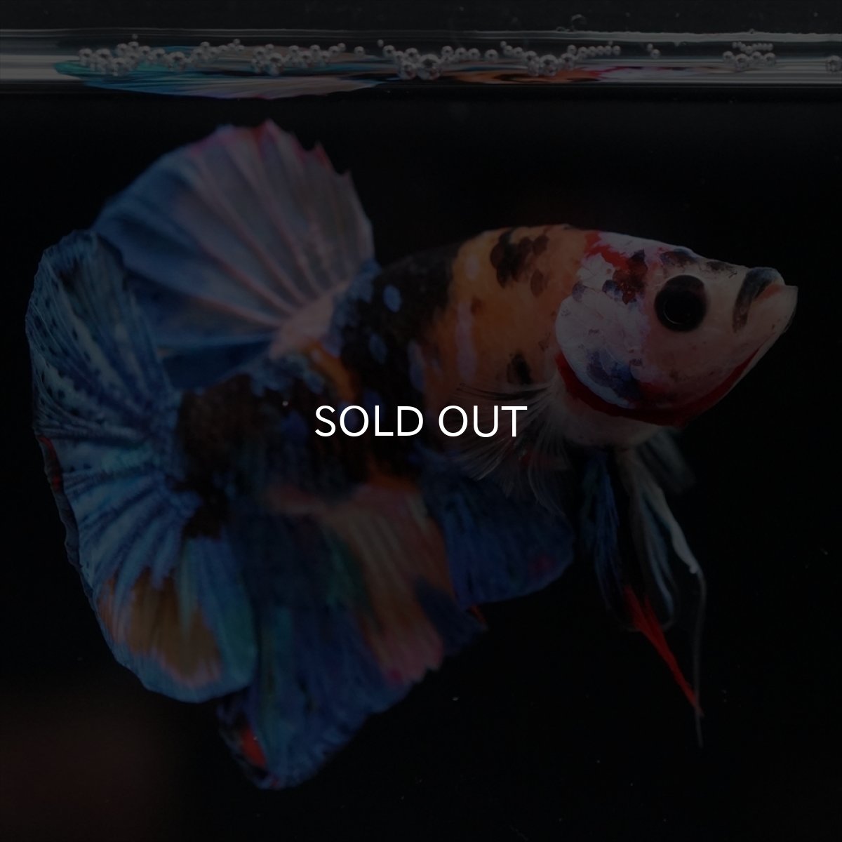 画像5: HMPK　キャンディ (5)