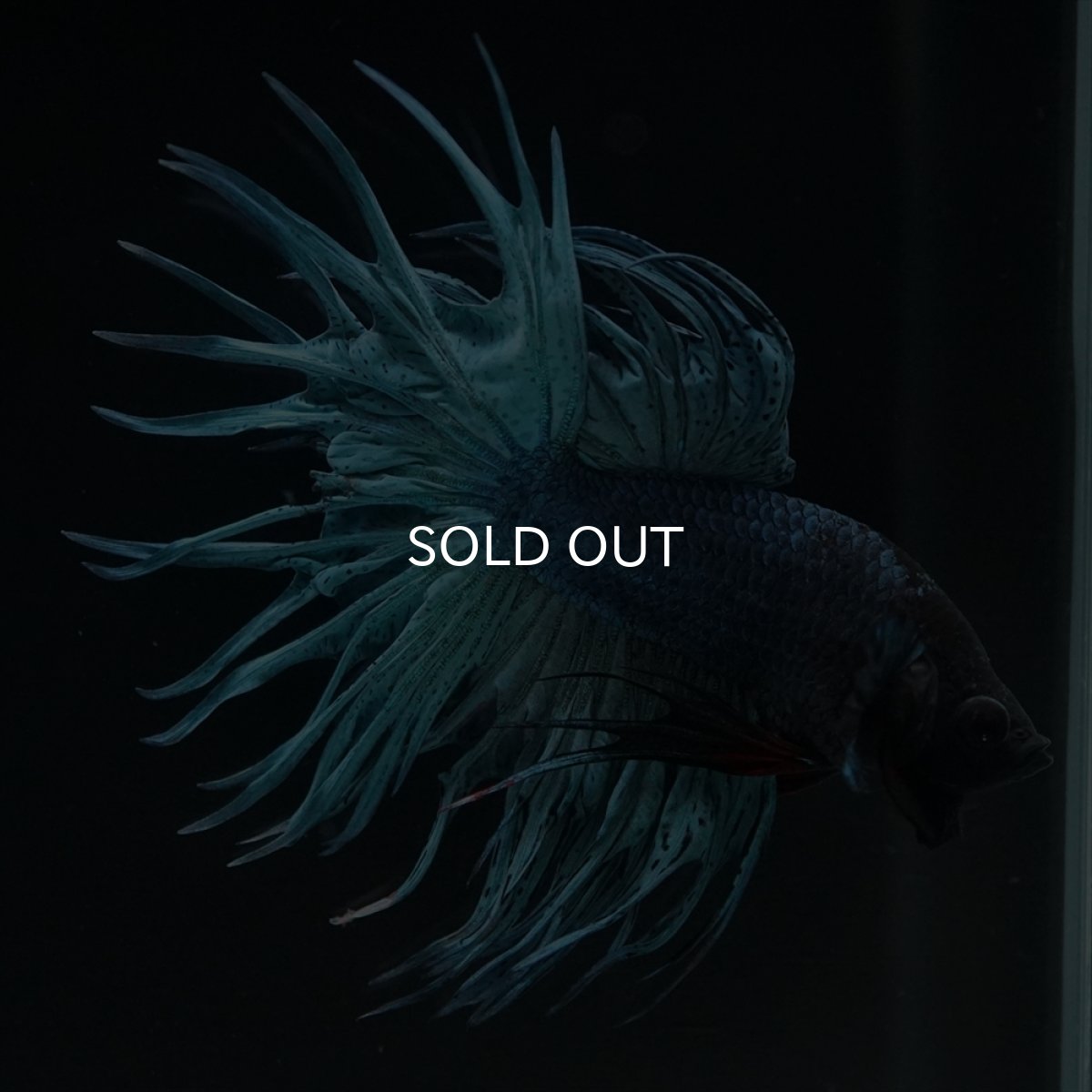 画像14: KCT　ブルー (14)