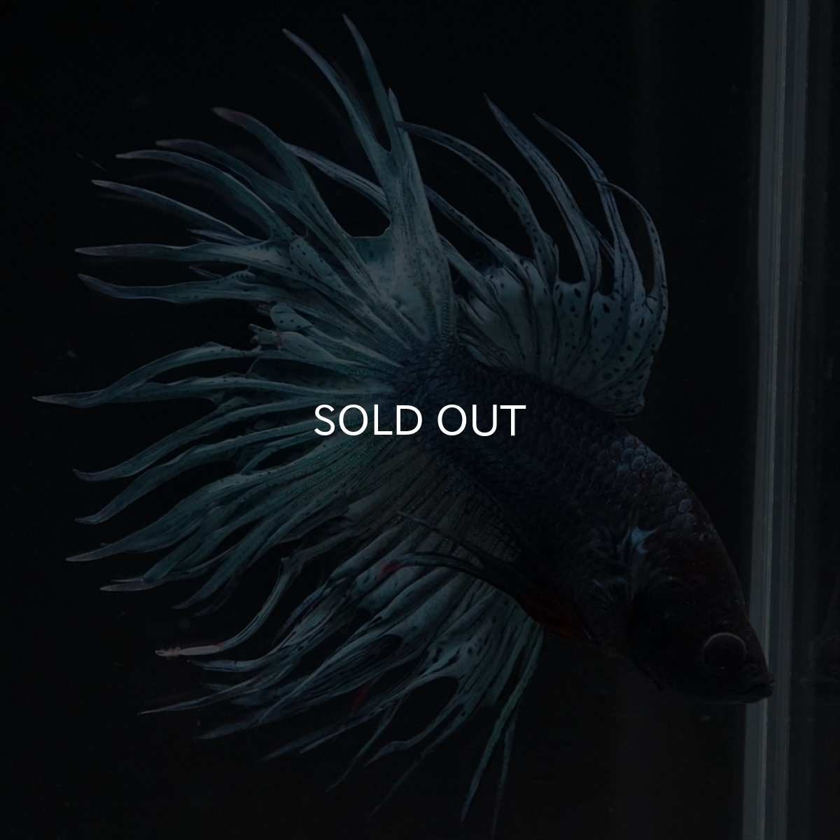 画像13: KCT　ブルー (13)