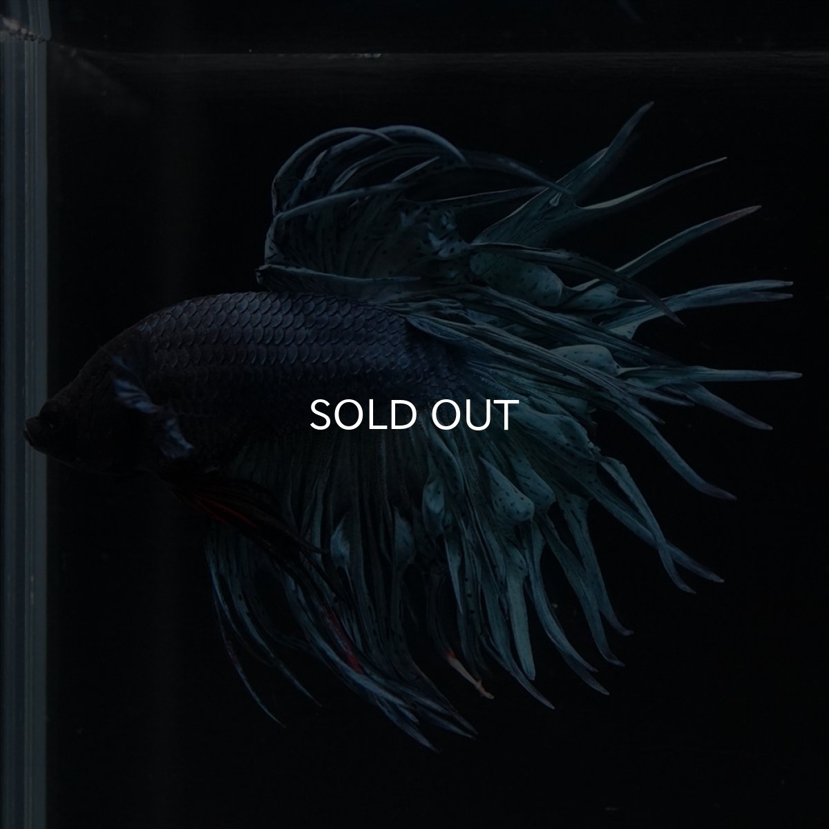 画像12: KCT　ブルー (12)