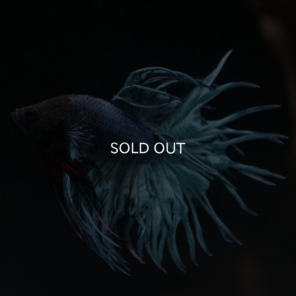 画像11: KCT　ブルー (11)