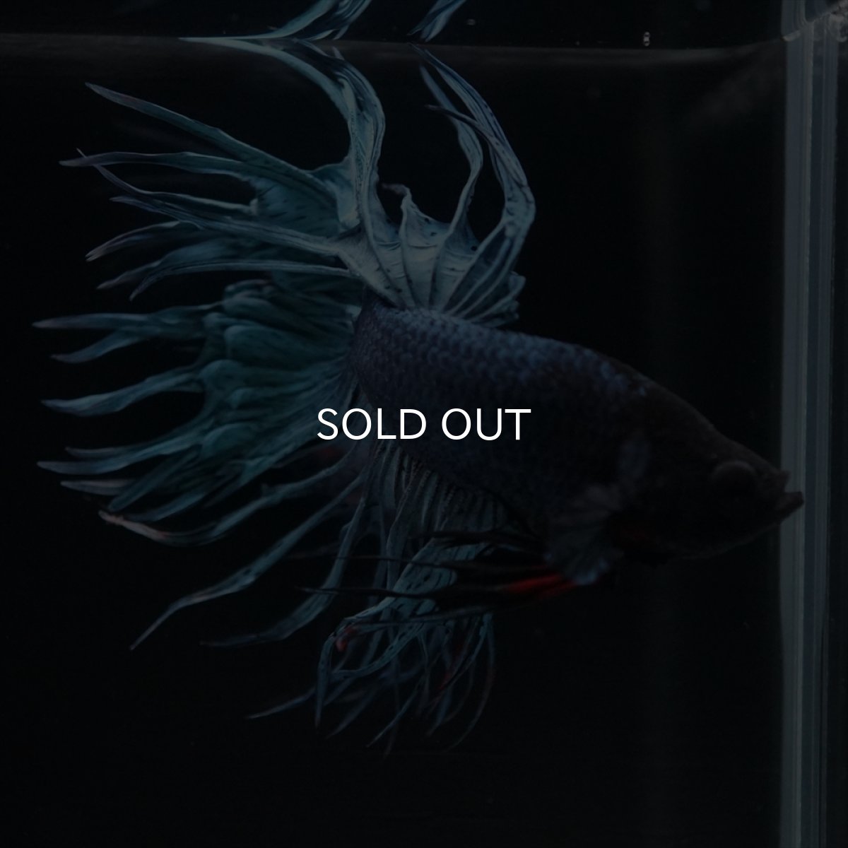 画像10: KCT　ブルー (10)