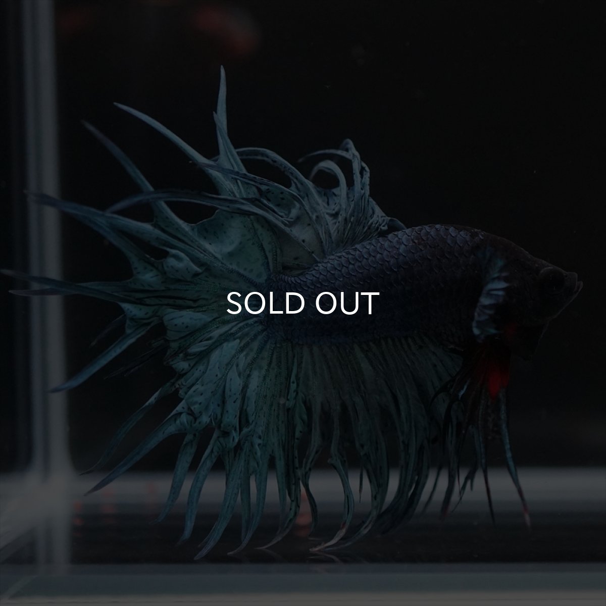 画像9: KCT　ブルー (9)