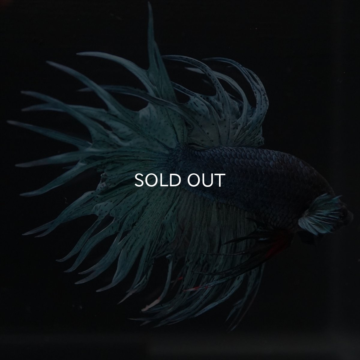 画像2: KCT　ブルー (2)