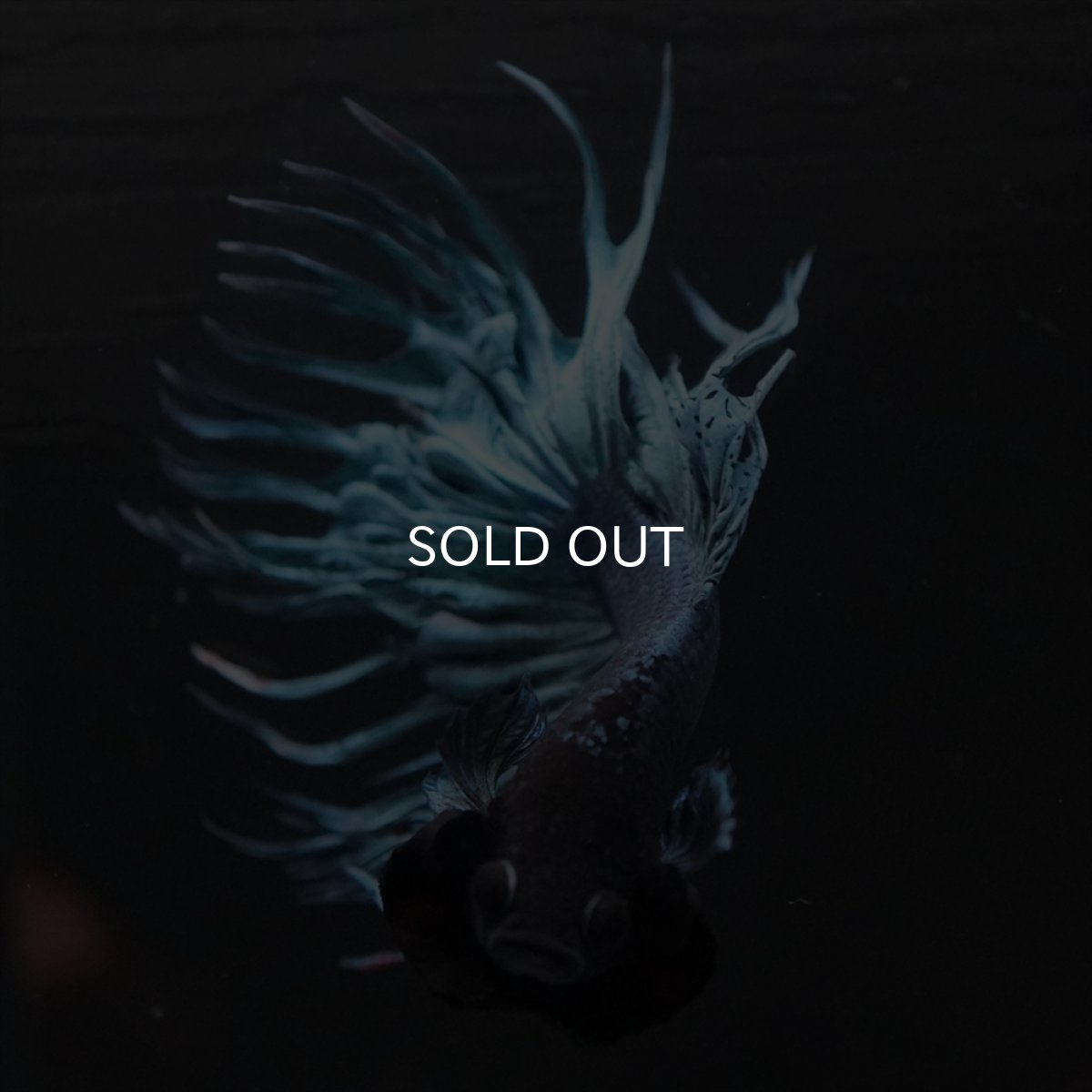 画像8: KCT　ブルー (8)