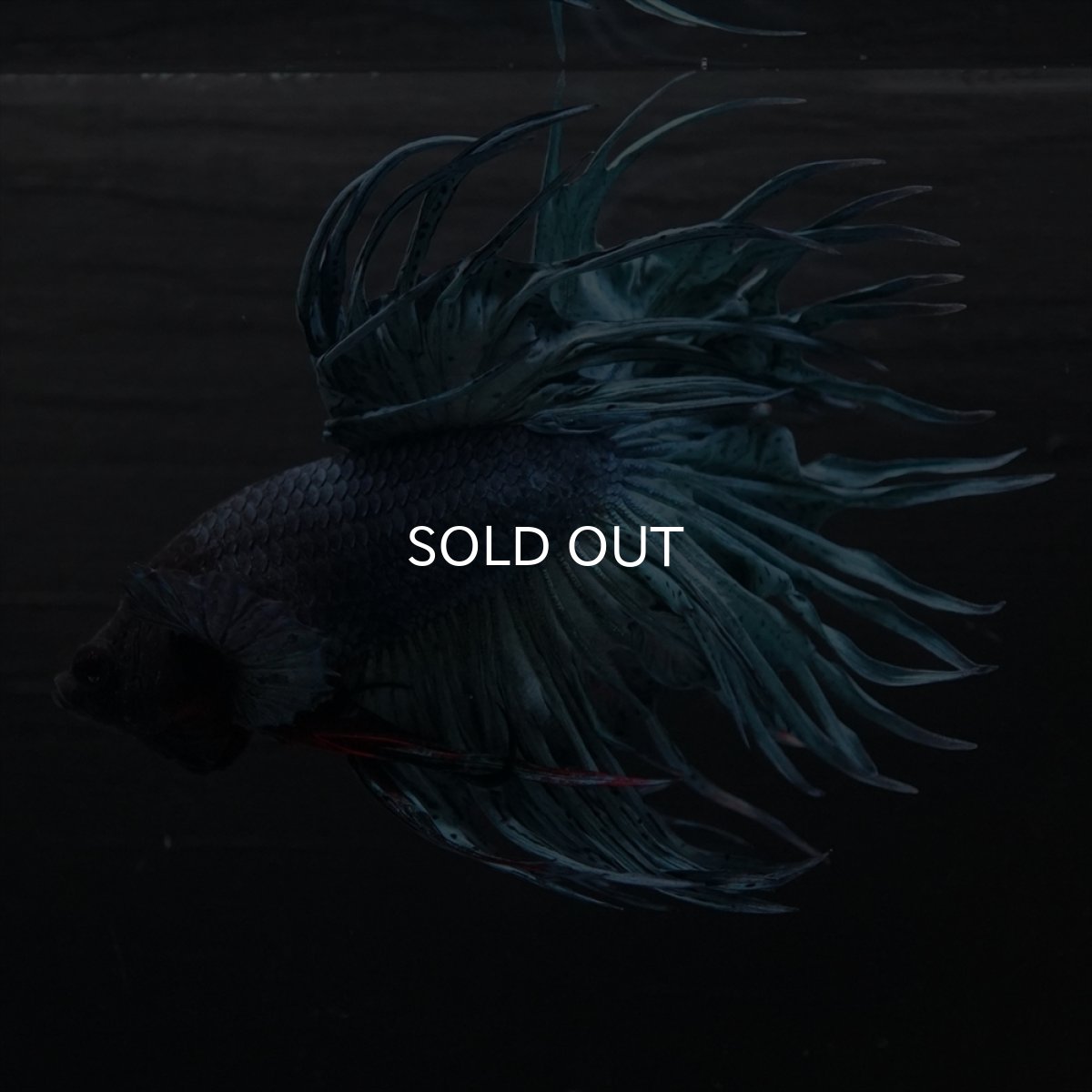 画像7: KCT　ブルー (7)