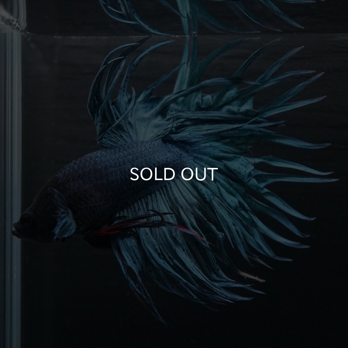 画像6: KCT　ブルー (6)