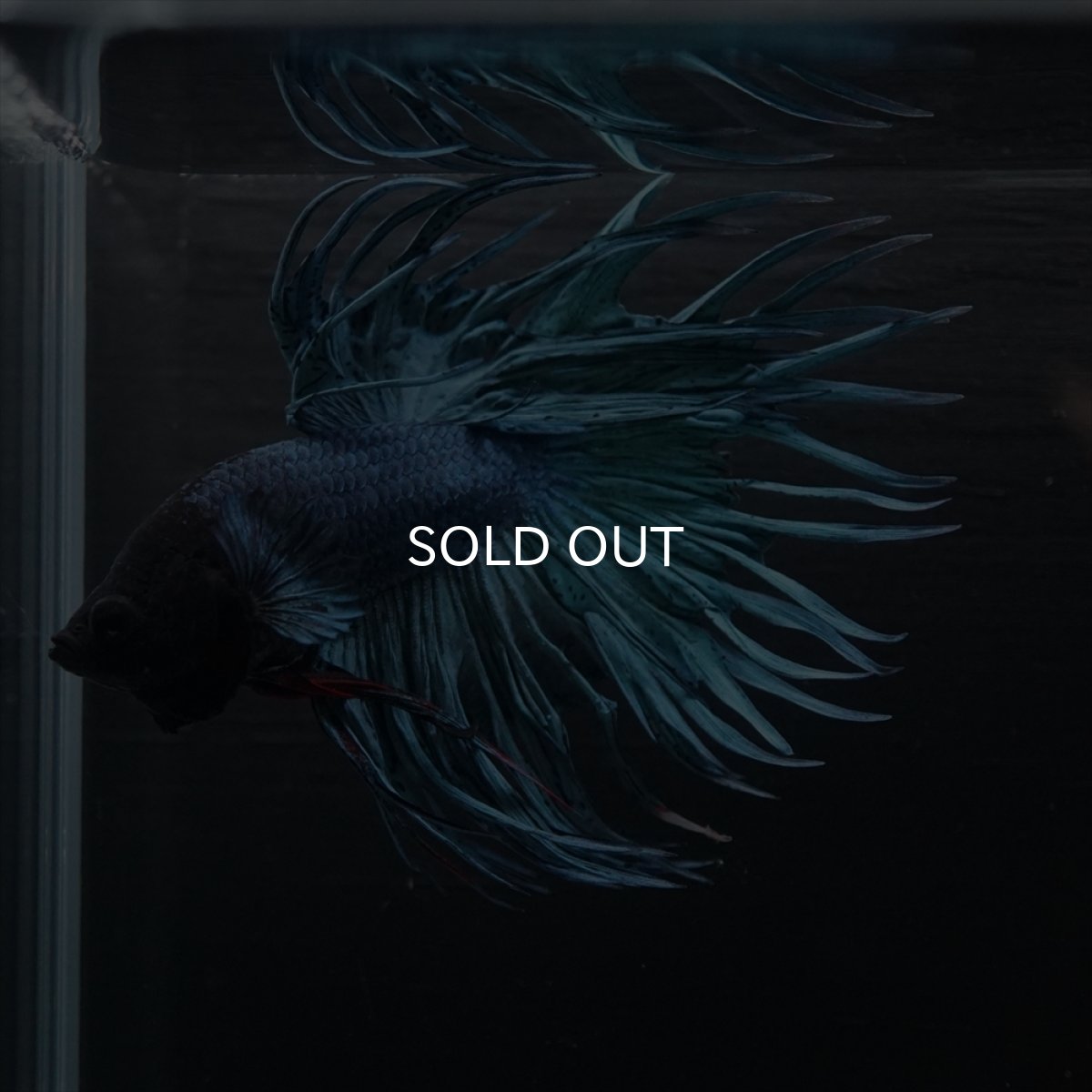 画像5: KCT　ブルー (5)