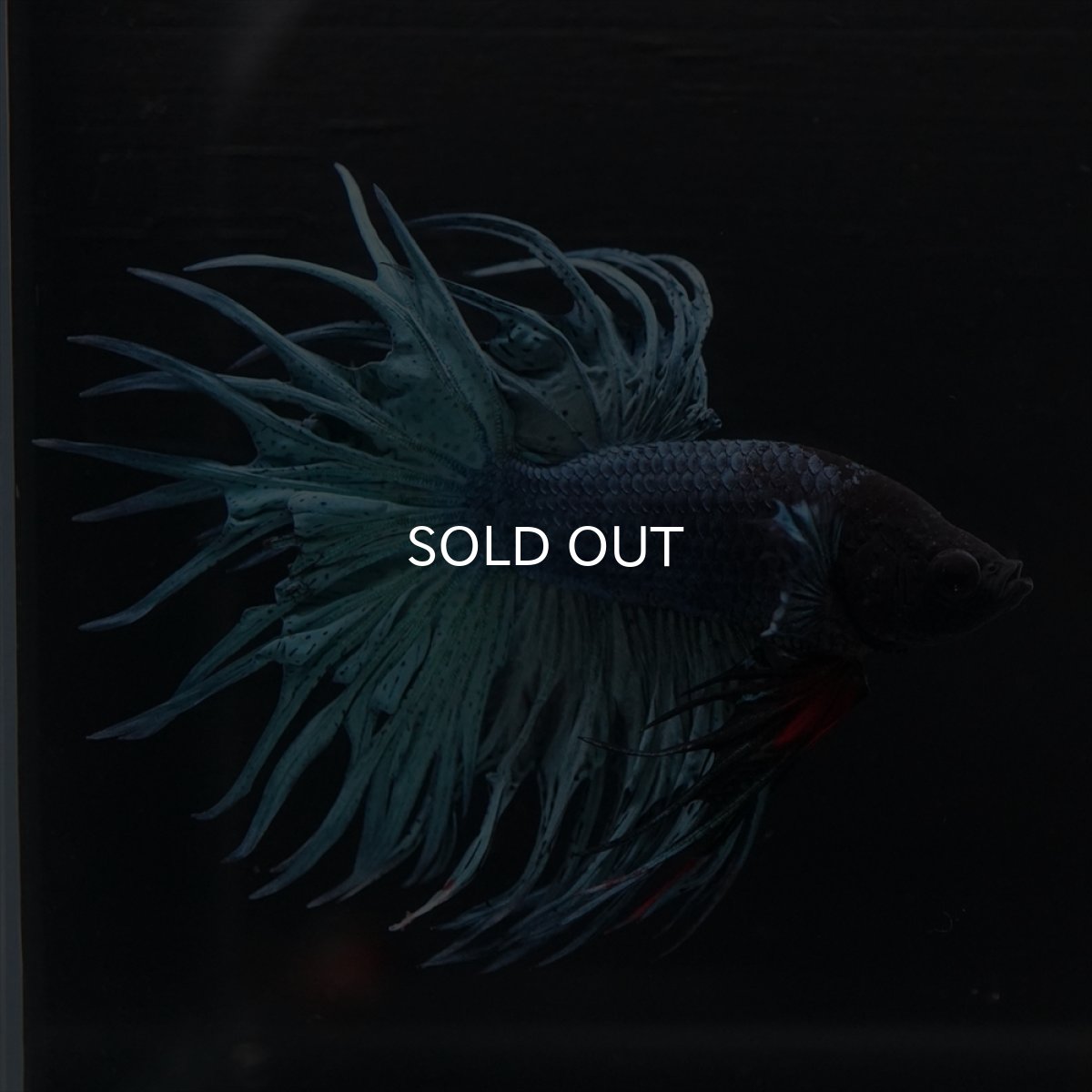 画像4: KCT　ブルー (4)