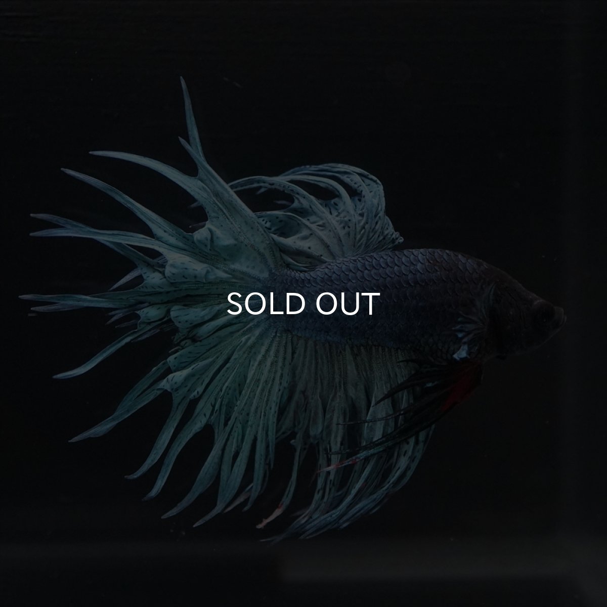 画像3: KCT　ブルー (3)