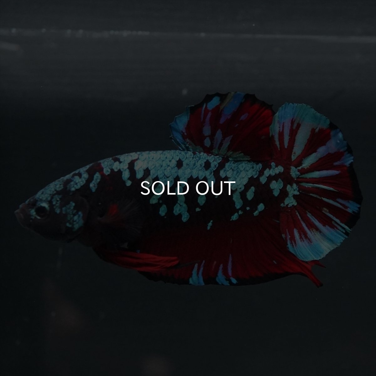 画像12: GHMPK　ブラックスター (12)