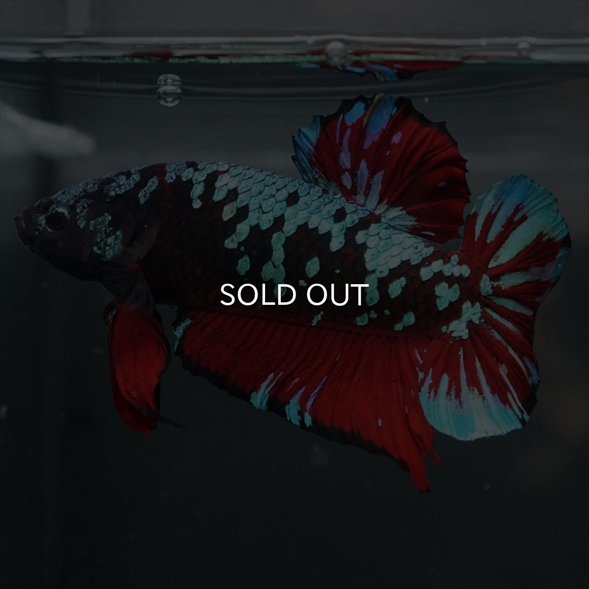 画像10: GHMPK　ブラックスター (10)