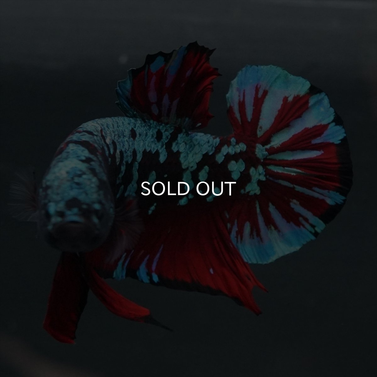 画像9: GHMPK　ブラックスター (9)