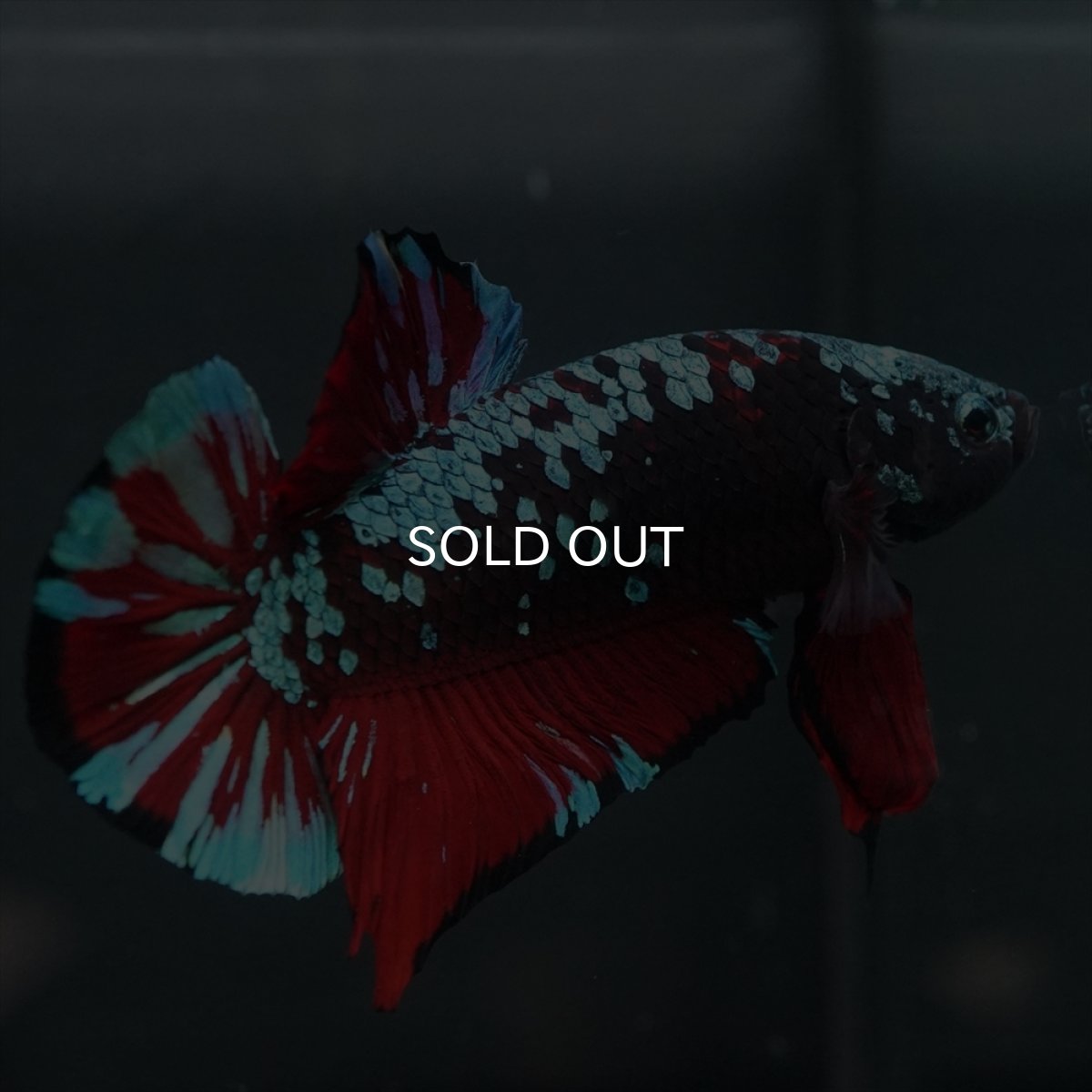 画像8: GHMPK　ブラックスター (8)